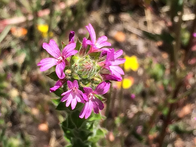 Denseflower Willowherb photo 3