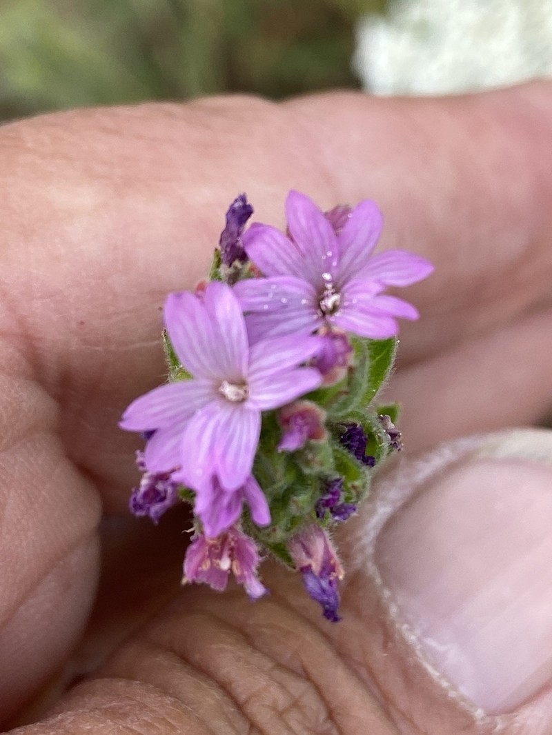 Denseflower Willowherb photo 4