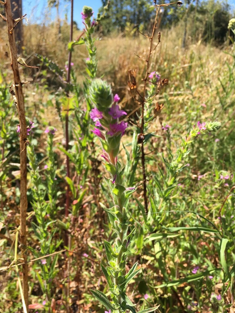 Denseflower Willowherb photo 5