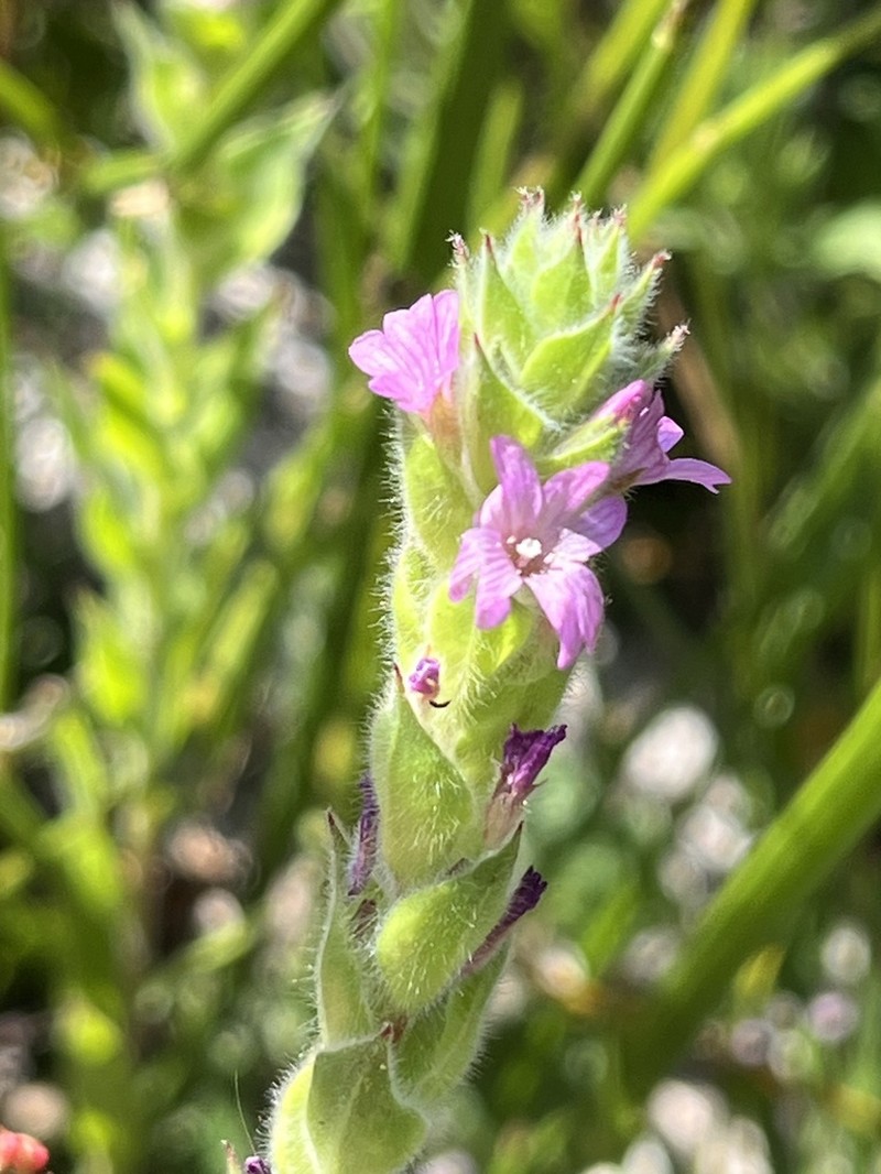 Denseflower Willowherb photo 6