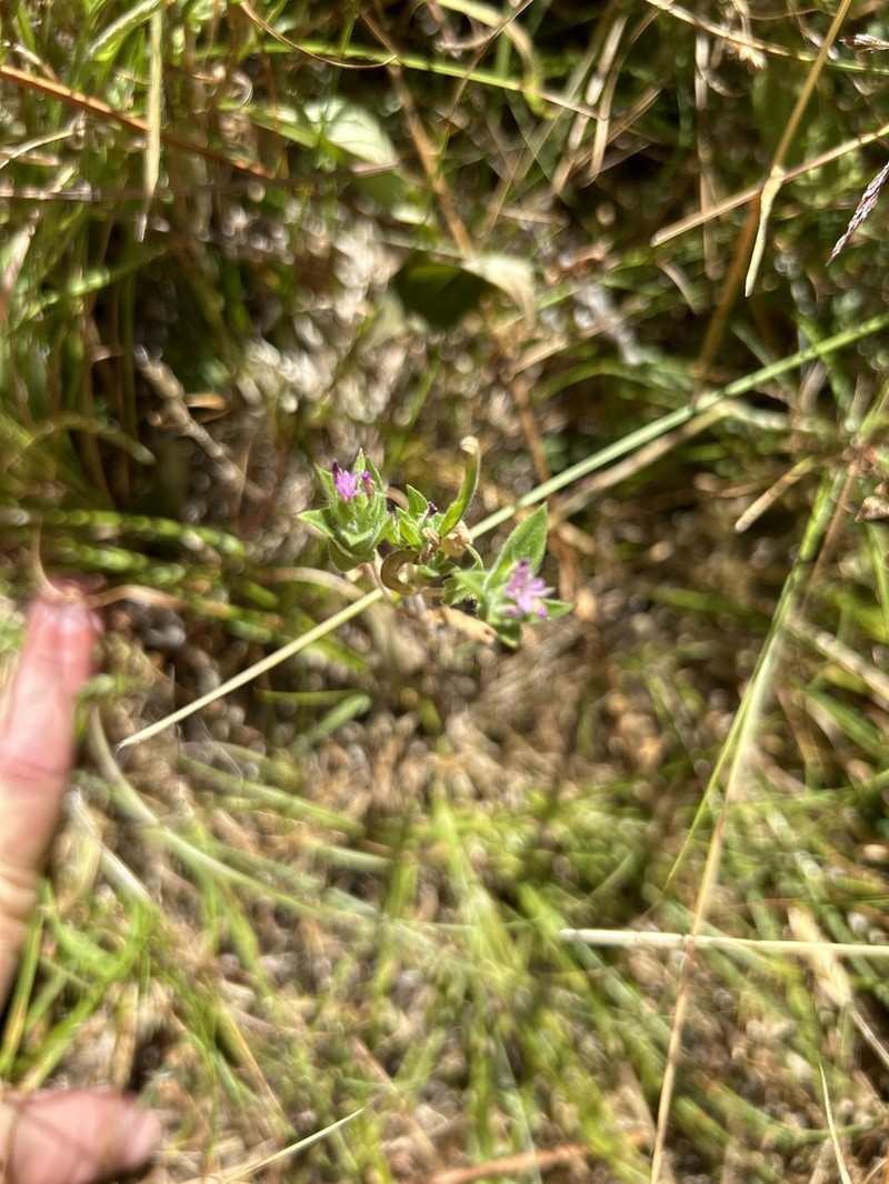 Denseflower Willowherb photo 7