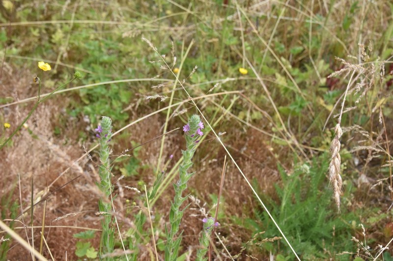 Denseflower Willowherb photo 8