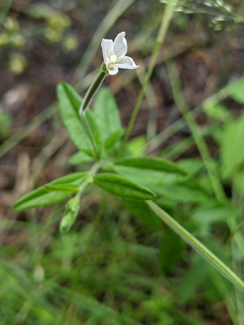 Downy Willowherb
