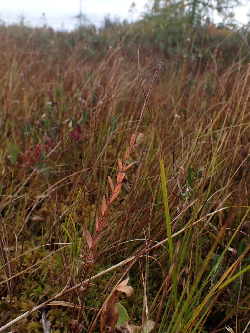 Downy Willowherb photo 2