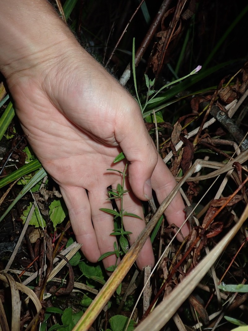 Downy Willowherb photo 3