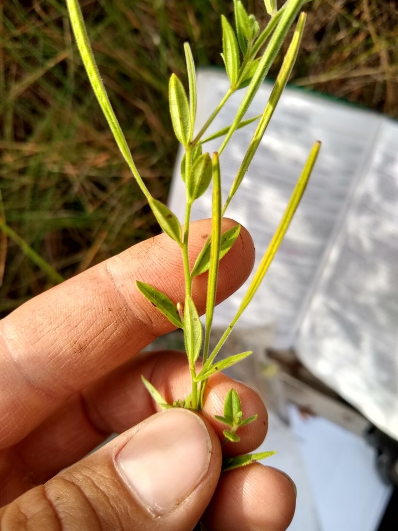 Downy Willowherb photo 4