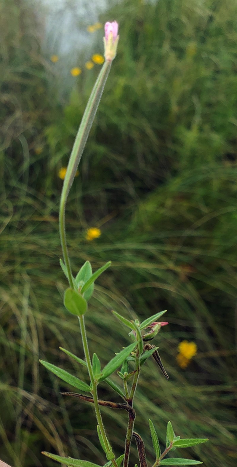 Downy Willowherb photo 5