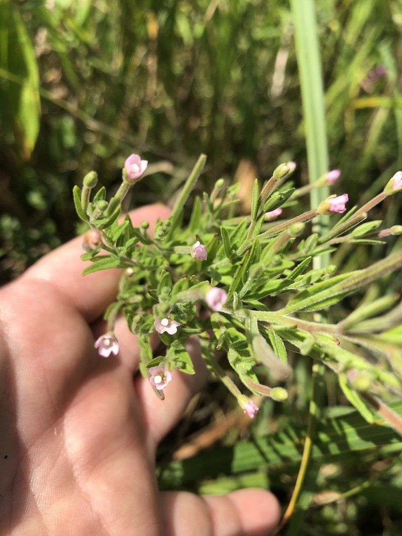 Downy Willowherb photo 6