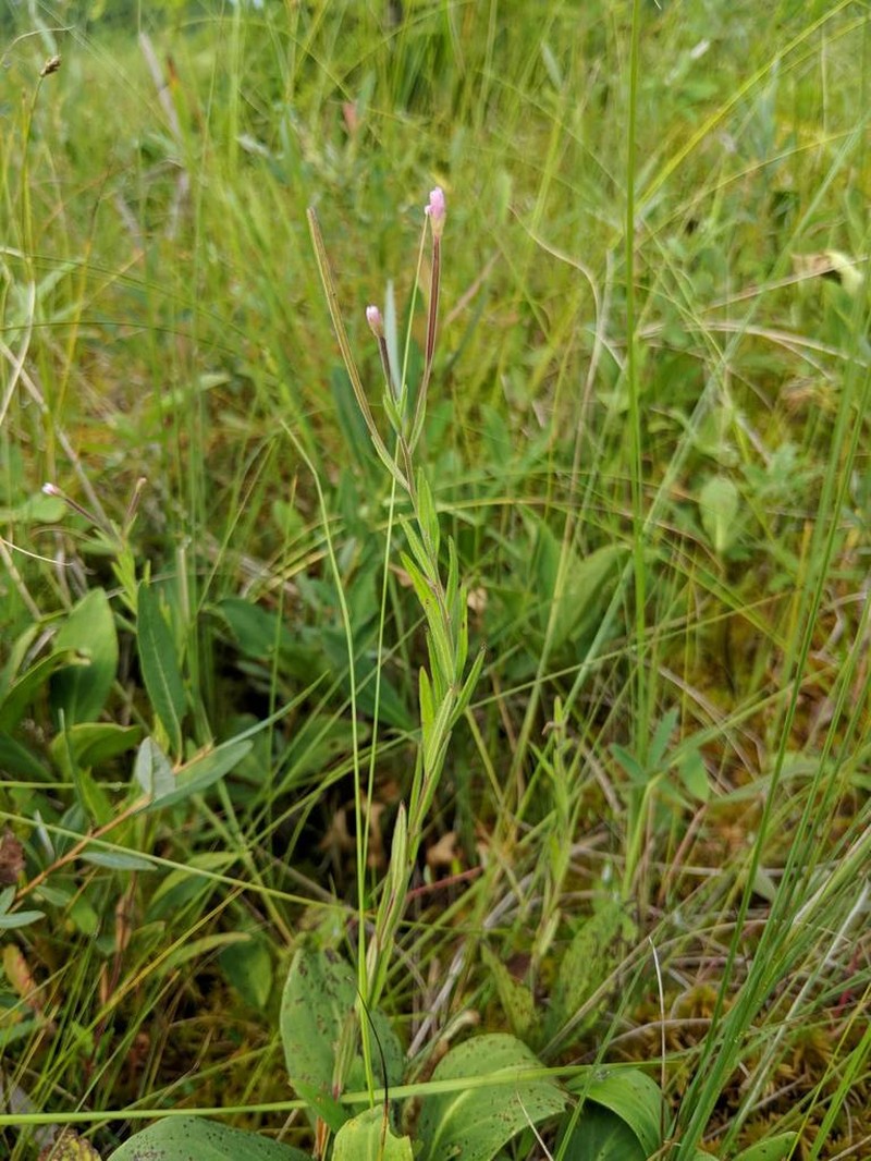 Downy Willowherb photo 8