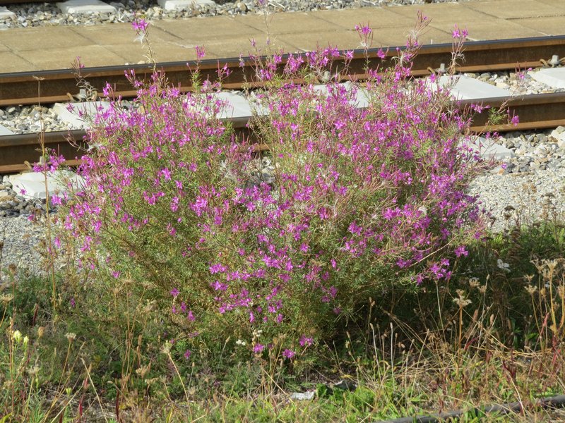Epilobium dodonaei