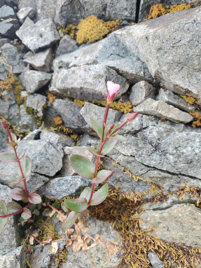 Glaucus Willowherb