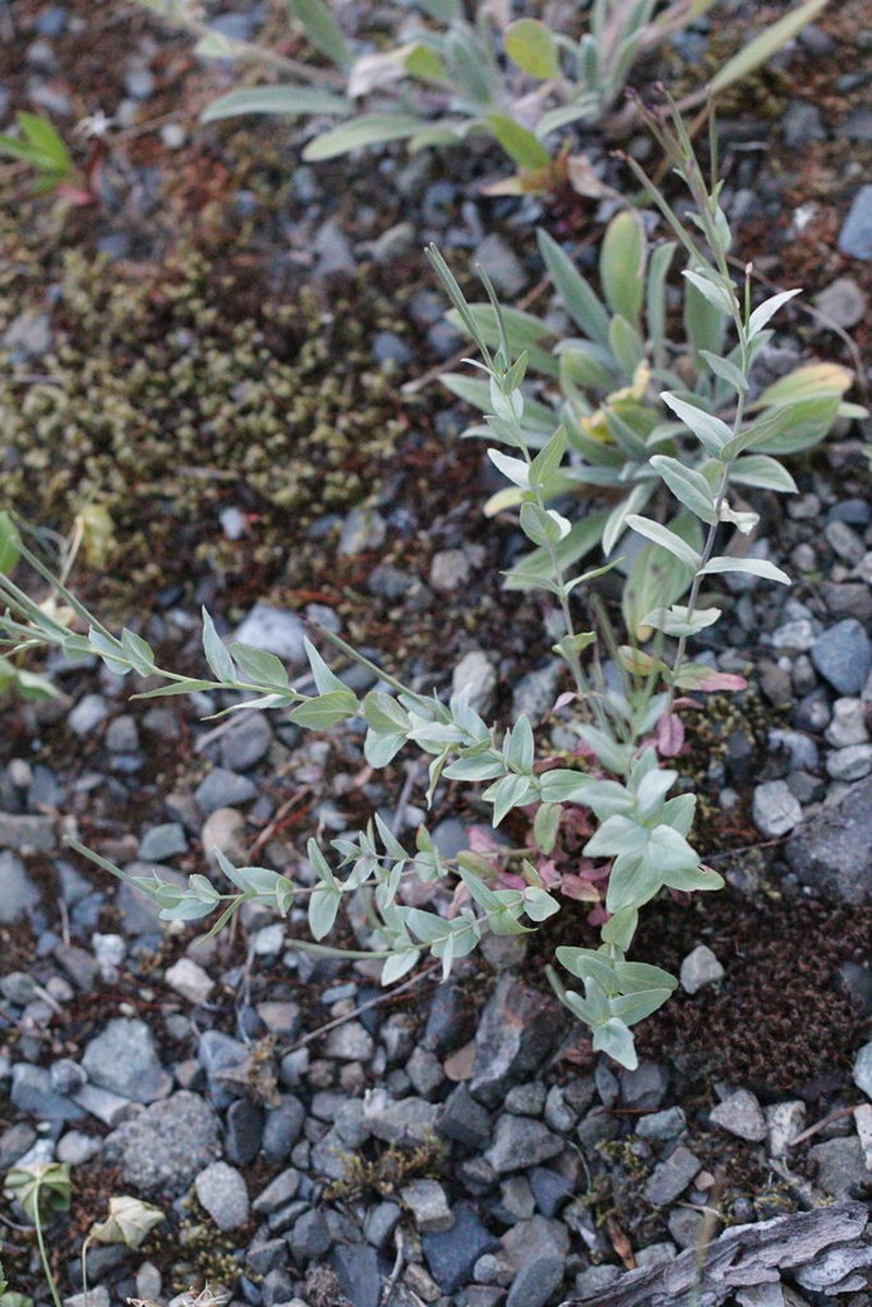 Glaucus Willowherb photo 2