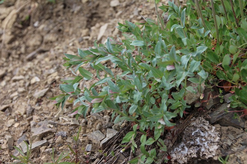 Glaucus Willowherb photo 3