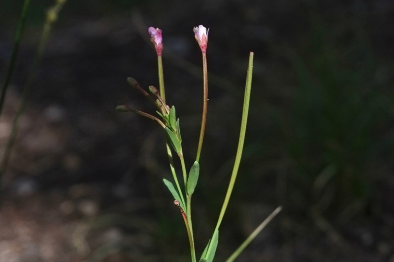 Glaucus Willowherb photo 5