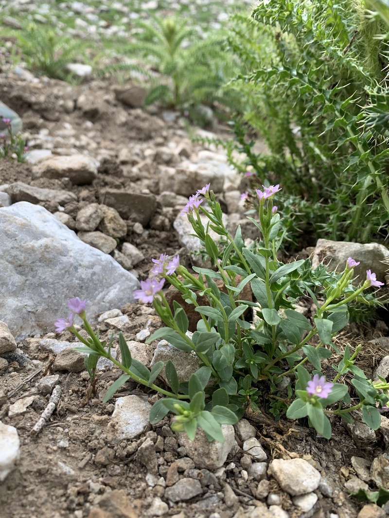 Epilobium glaberrimum subsp. fastigiatum