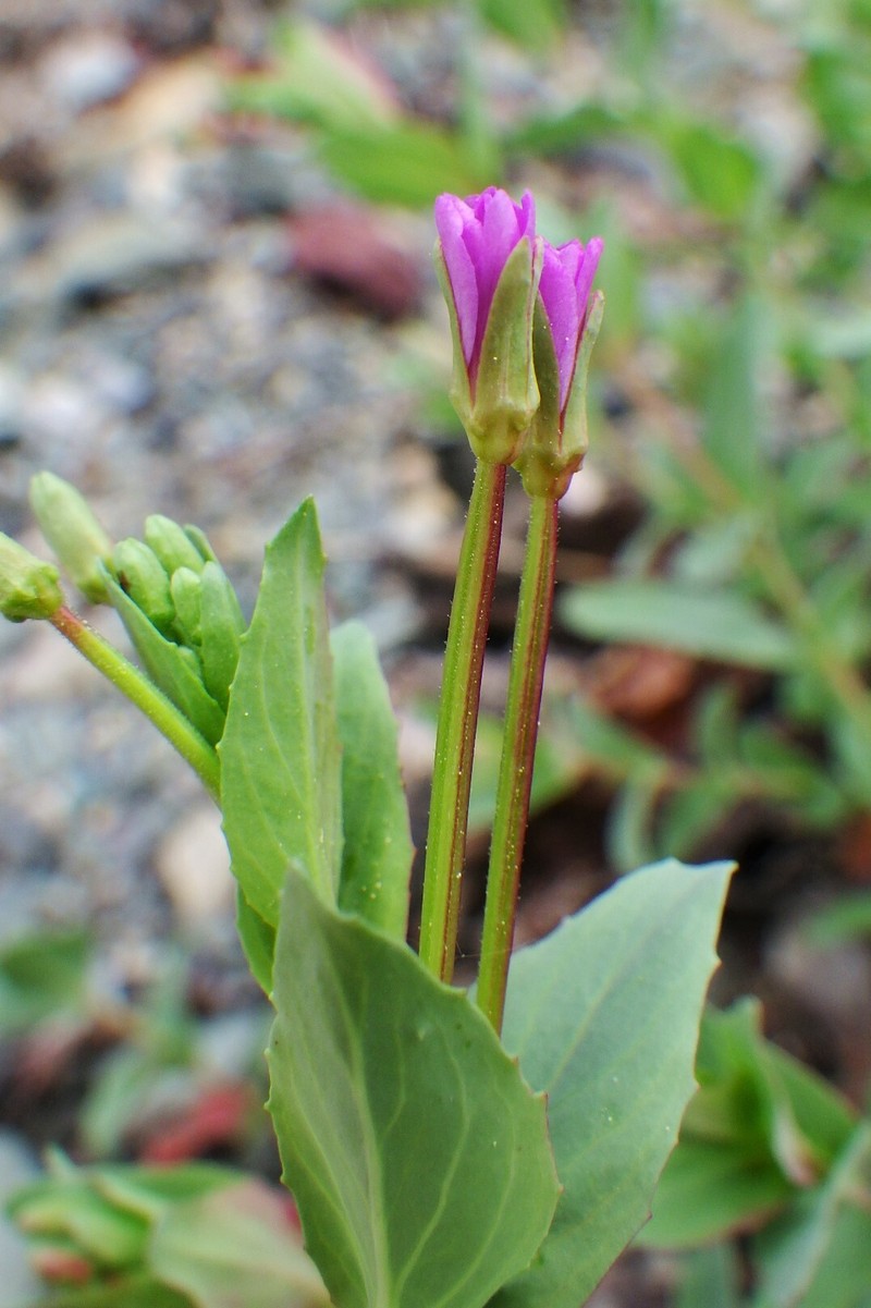 Epilobium glaberrimum subsp. fastigiatum photo 2