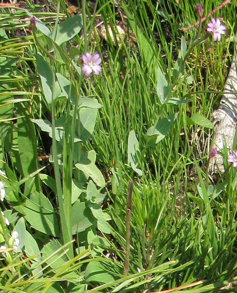 Epilobium glaberrimum subsp. fastigiatum photo 3