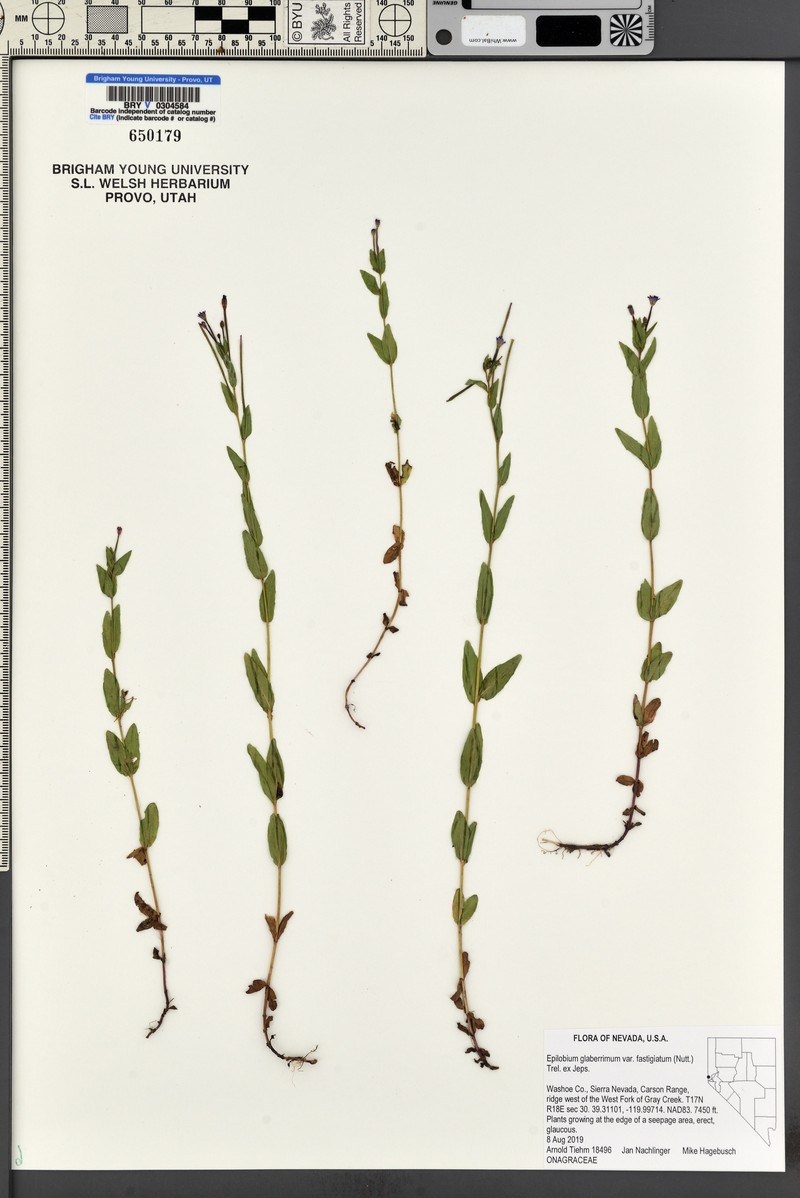 Epilobium glaberrimum subsp. fastigiatum photo 4