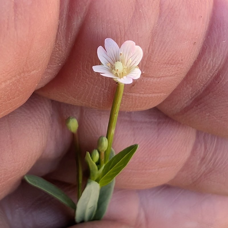 Epilobium glaberrimum subsp. glaberrimum photo 2