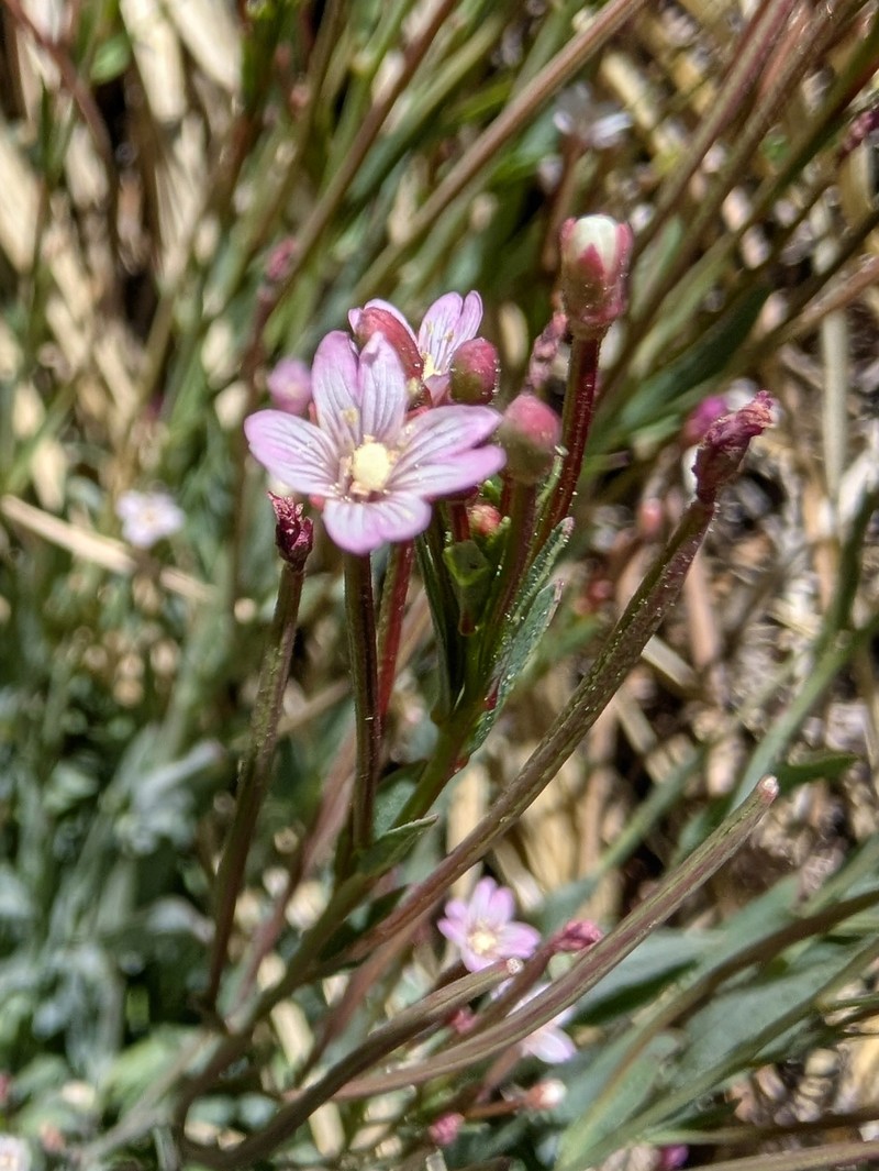 Epilobium glaberrimum subsp. glaberrimum photo 3
