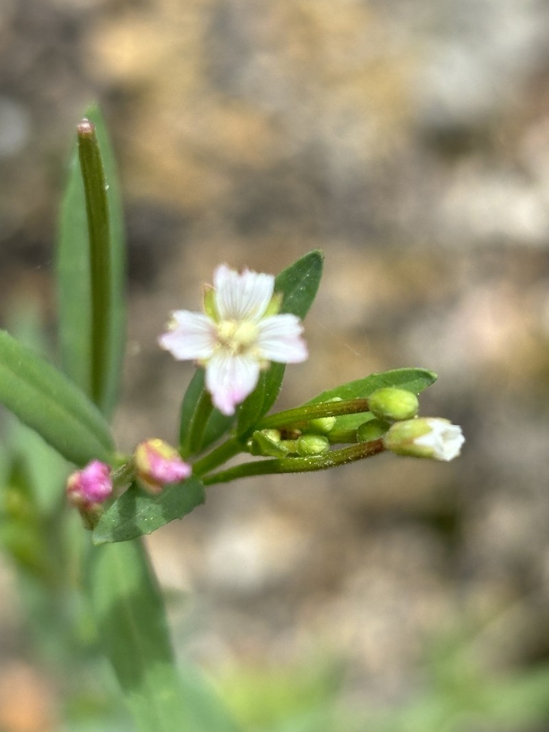 Epilobium glaberrimum subsp. glaberrimum photo 4