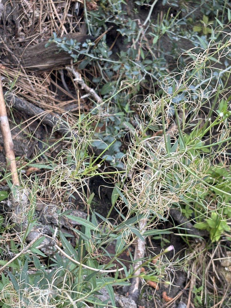 Epilobium glaberrimum subsp. glaberrimum photo 5