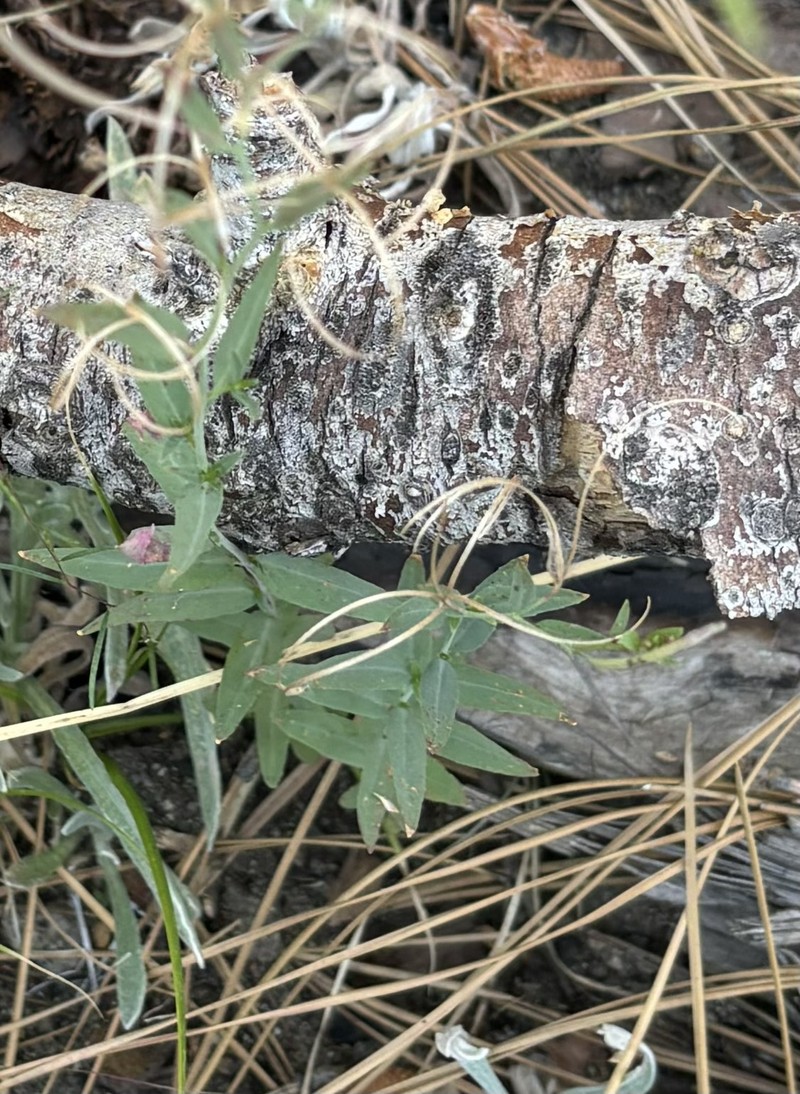 Epilobium glaberrimum subsp. glaberrimum photo 6