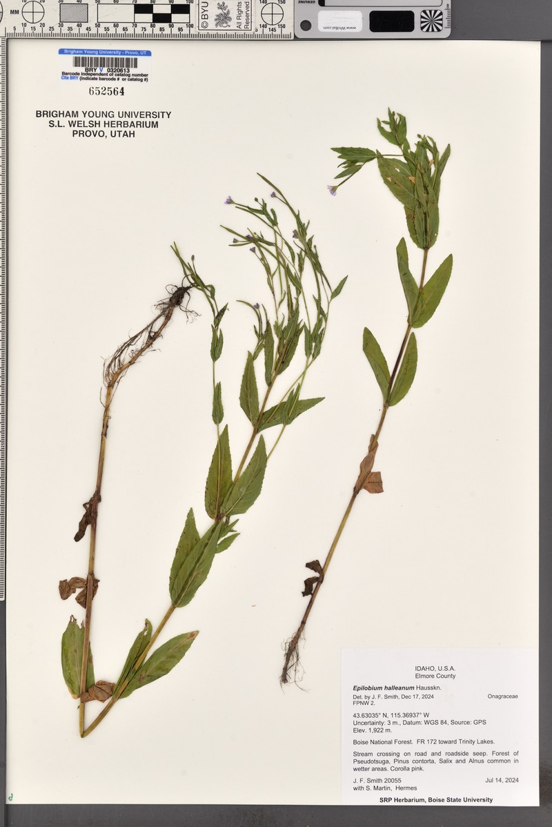 Glandular Willowherb