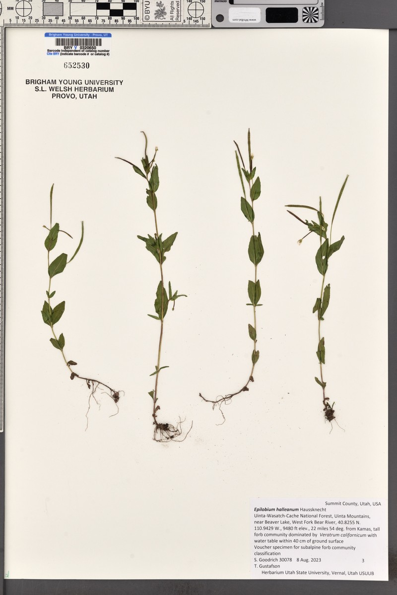 Glandular Willowherb photo 2
