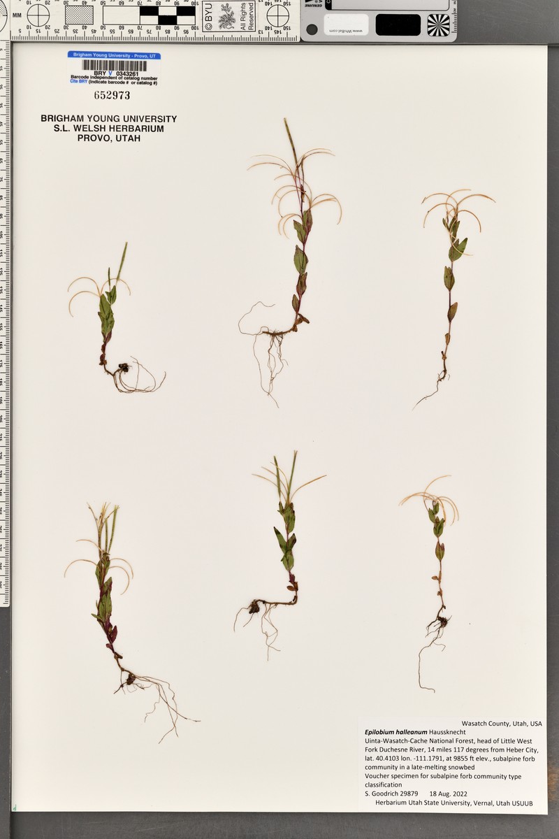 Glandular Willowherb photo 3