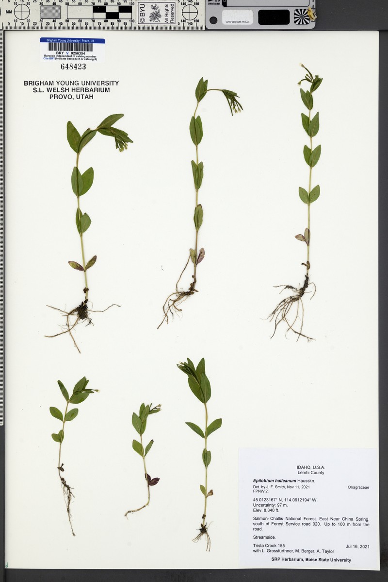 Glandular Willowherb photo 4