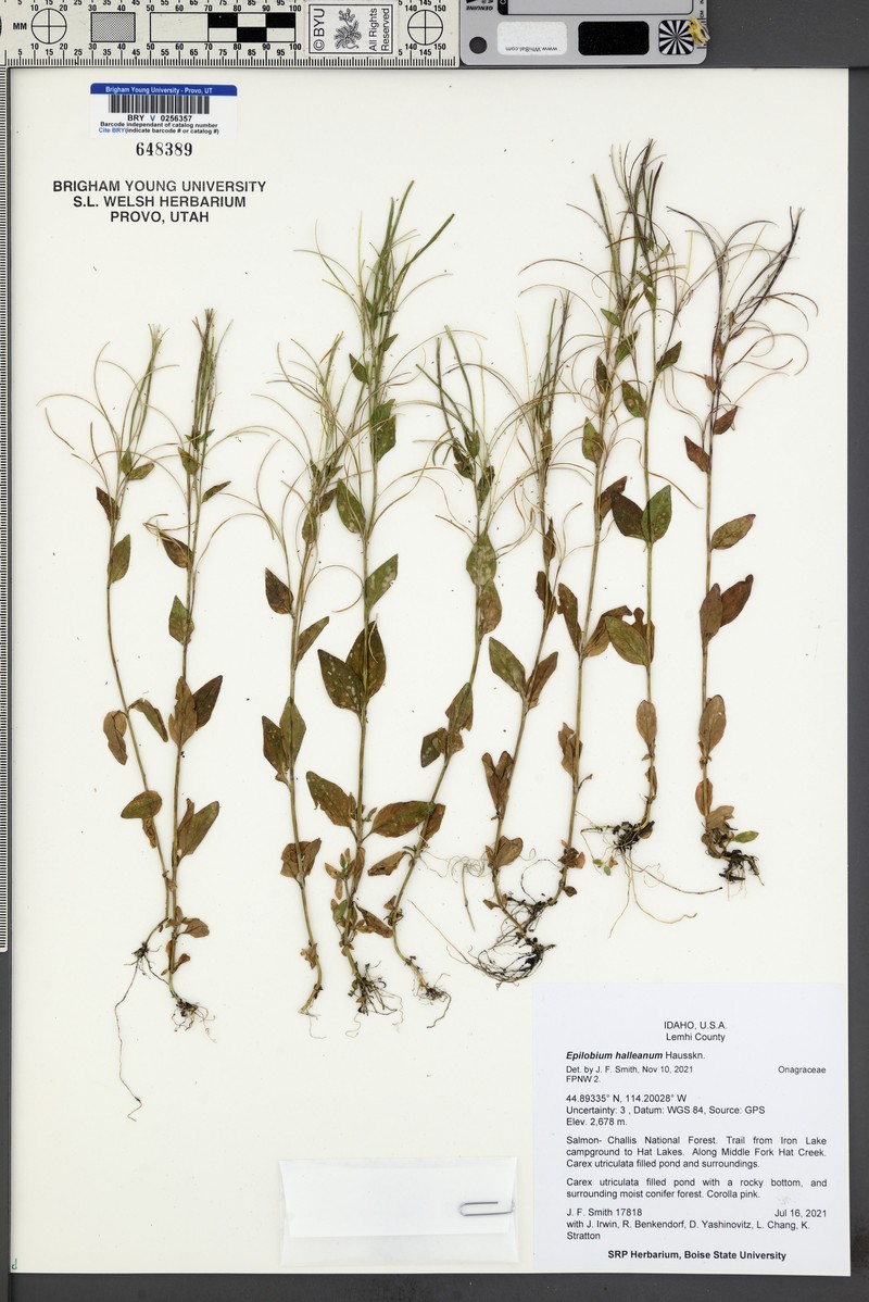 Glandular Willowherb photo 5