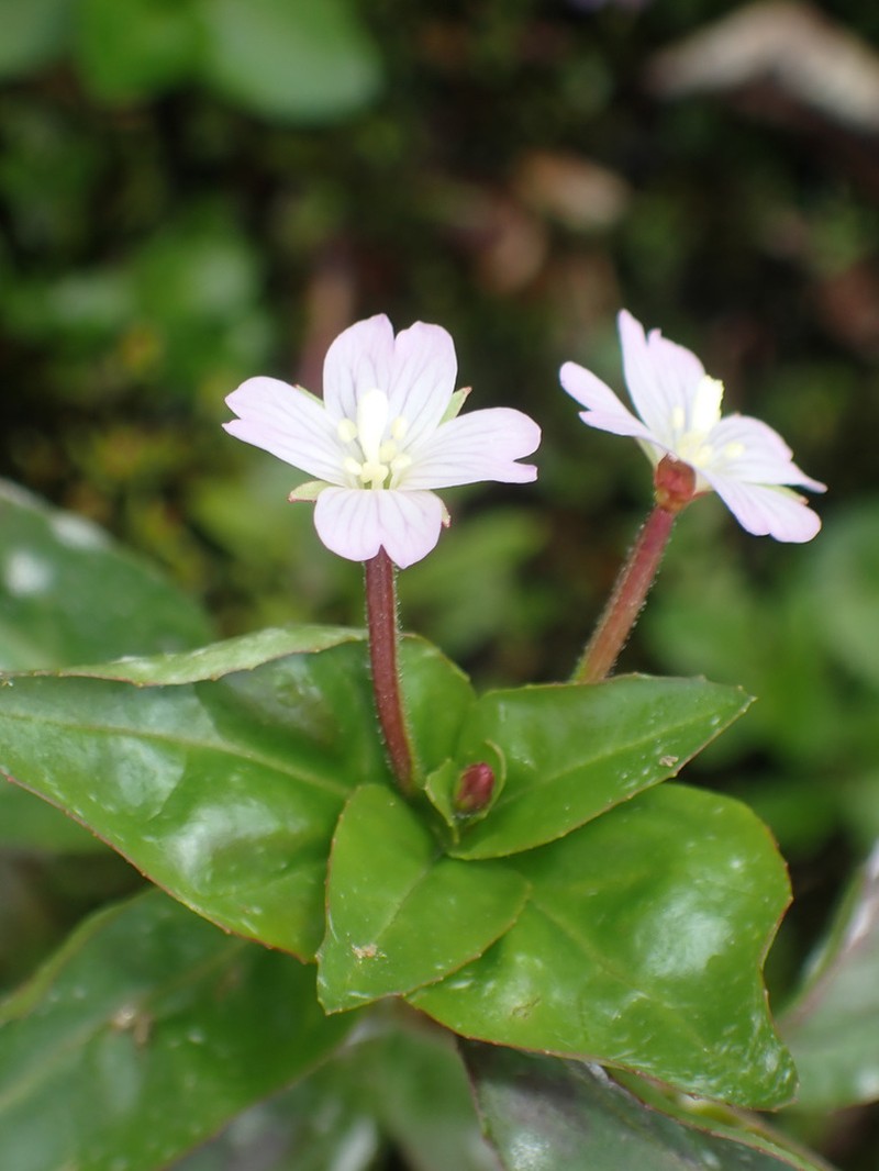Hornemann's Willowherb photo 2