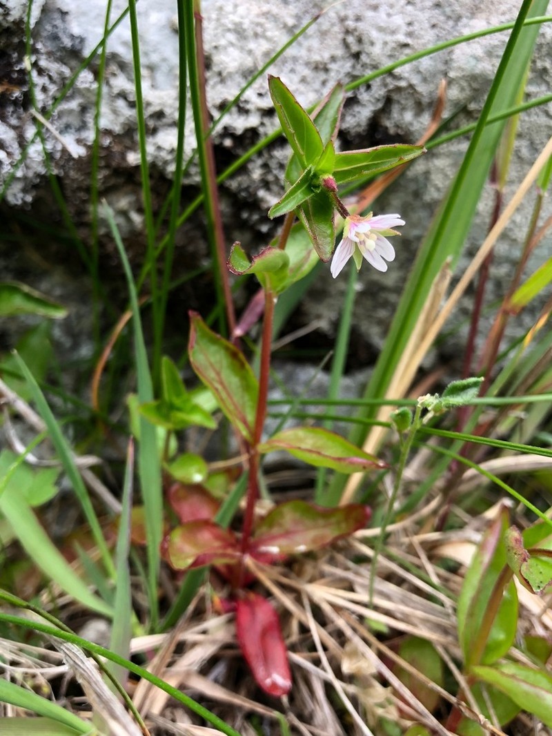 Hornemann's Willowherb photo 3