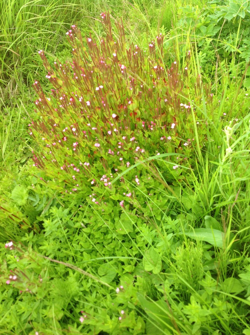 Hornemann's Willowherb photo 4