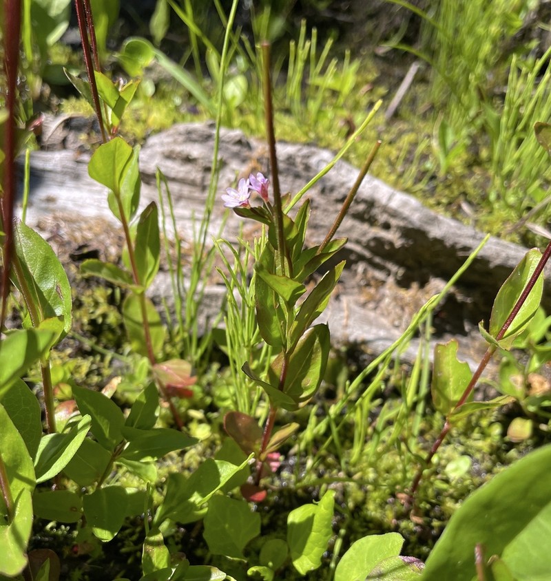 Hornemann's Willowherb photo 5