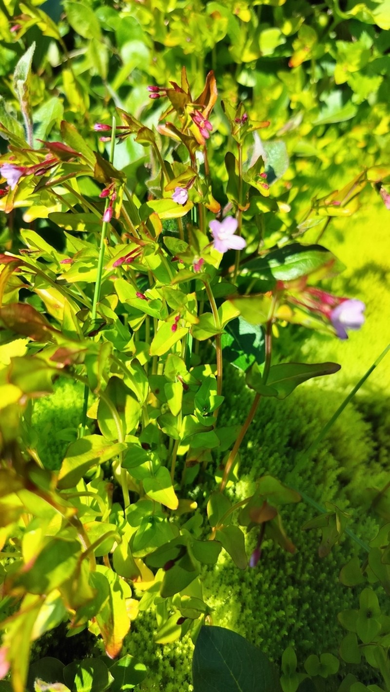 Hornemann's Willowherb photo 6