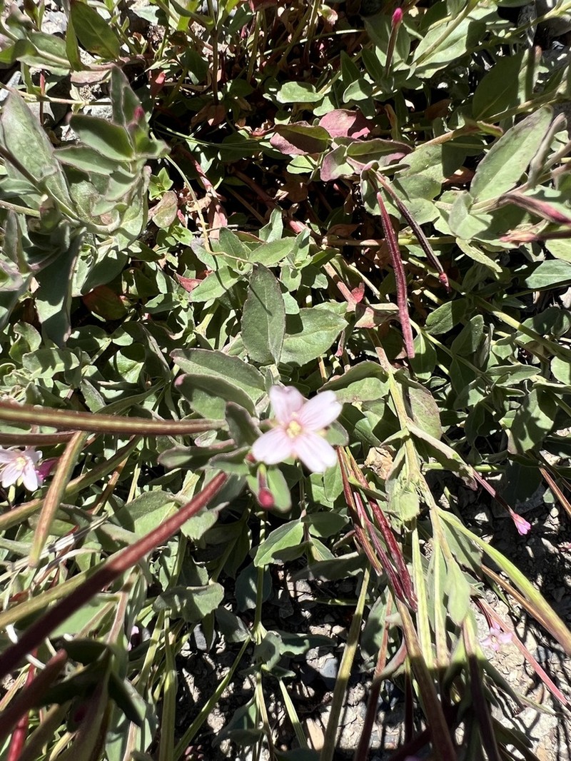 Hornemann's Willowherb photo 7