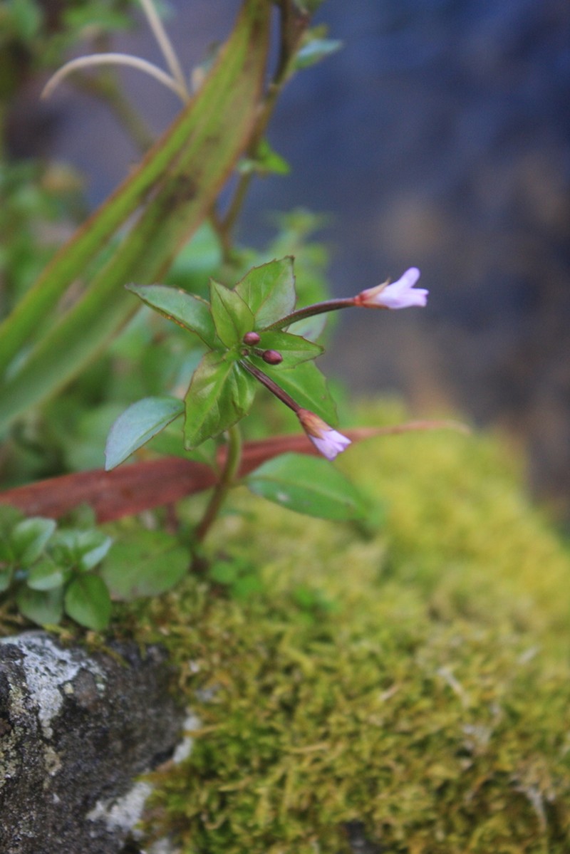 Hornemann's Willowherb photo 8