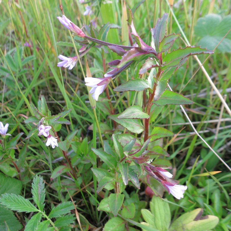 Epilobium hornemannii subsp. behringianum