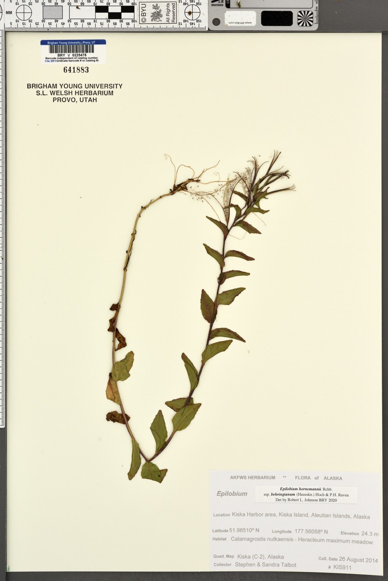 Epilobium hornemannii subsp. behringianum photo 2