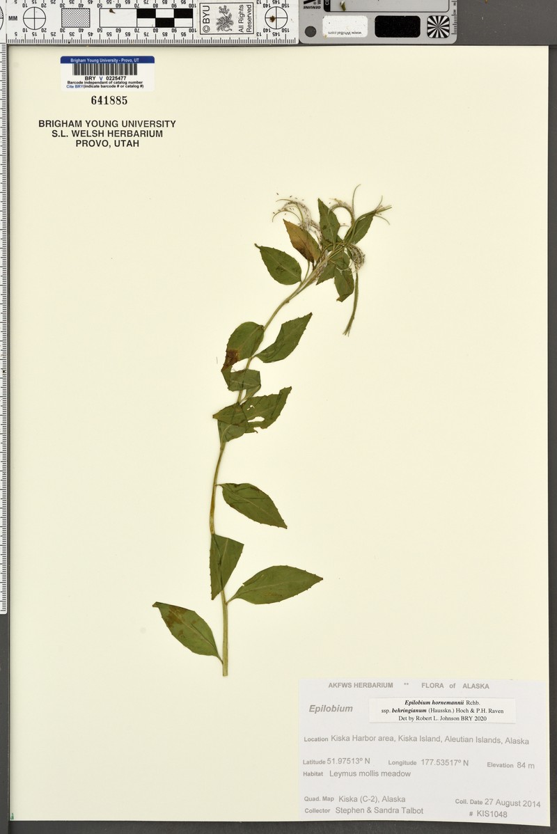 Epilobium hornemannii subsp. behringianum photo 3