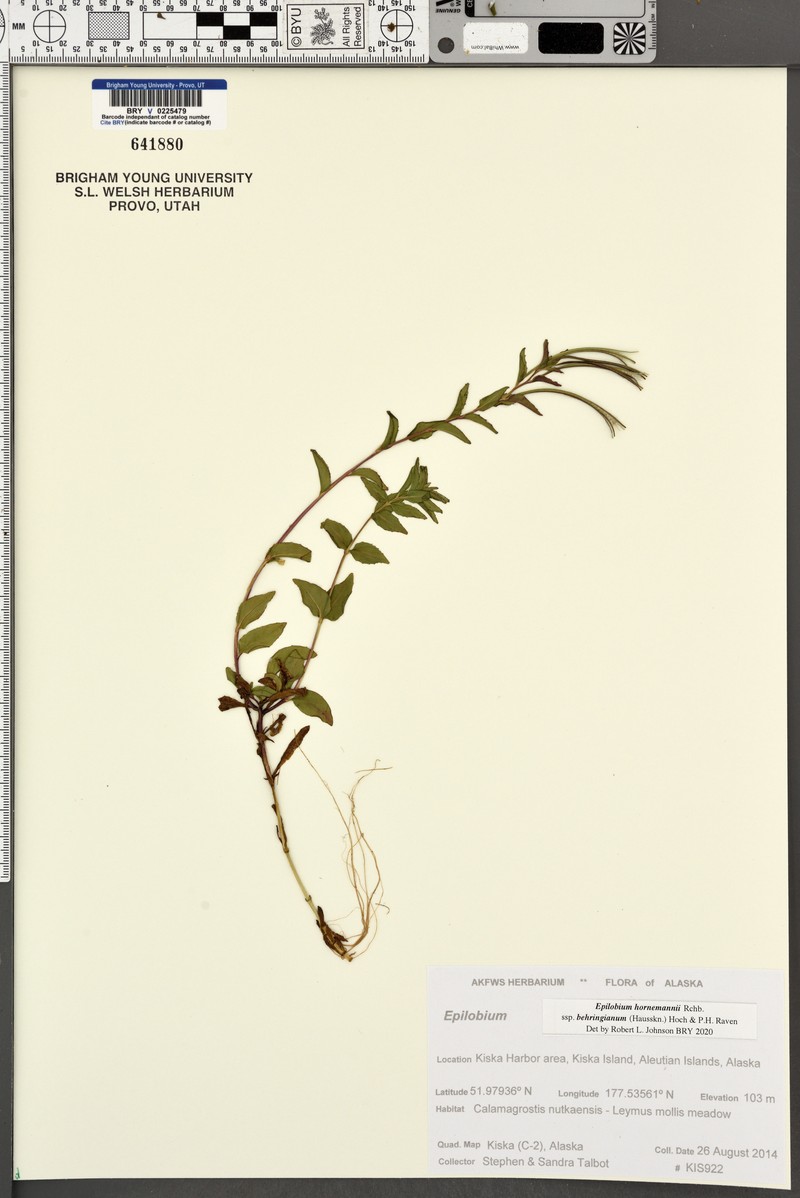 Epilobium hornemannii subsp. behringianum photo 4