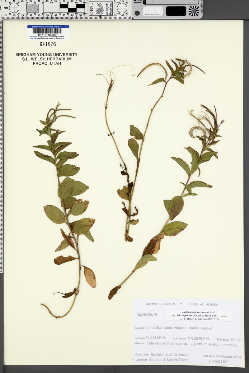 Epilobium hornemannii subsp. behringianum photo 5