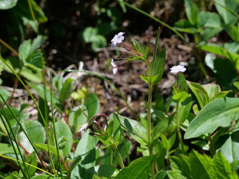 Epilobium hornemannii subsp. hornemannii photo 2