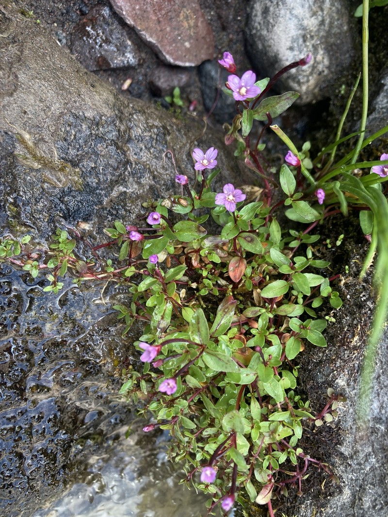 Epilobium hornemannii subsp. hornemannii photo 3