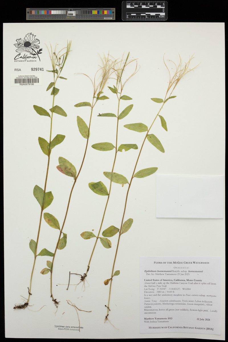 Epilobium hornemannii subsp. hornemannii photo 4