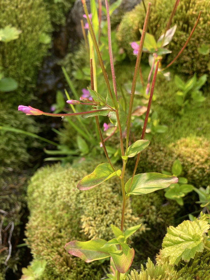 Epilobium hornemannii subsp. hornemannii