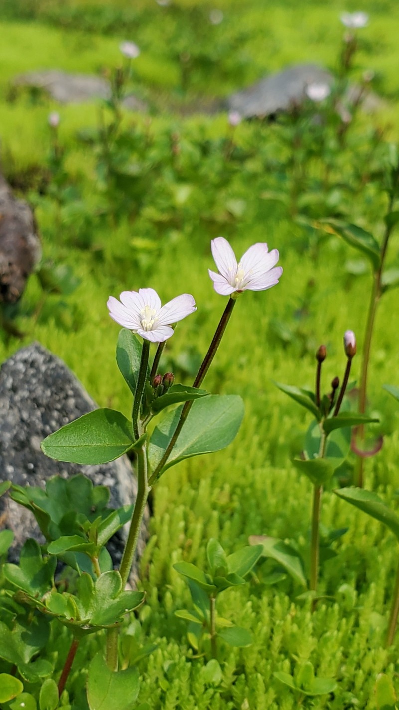 Epilobium hornemannii subsp. hornemannii photo 2
