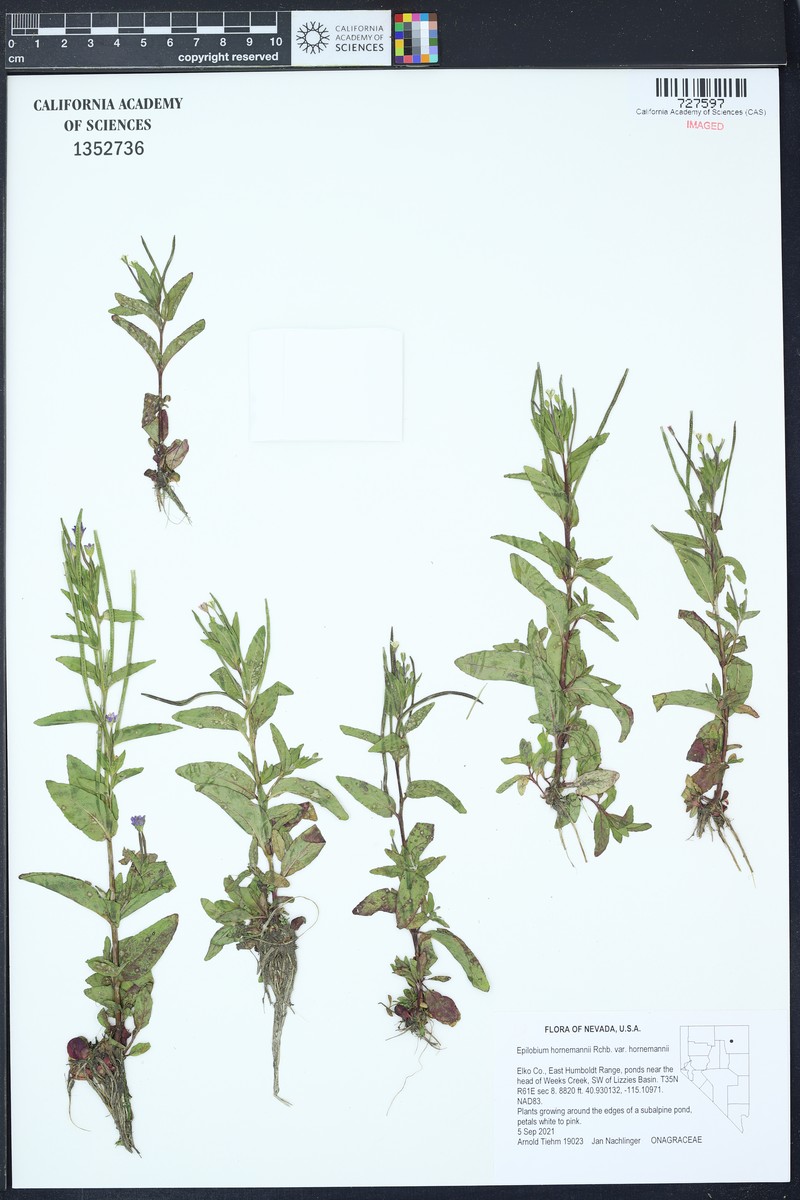 Epilobium hornemannii subsp. hornemannii photo 4